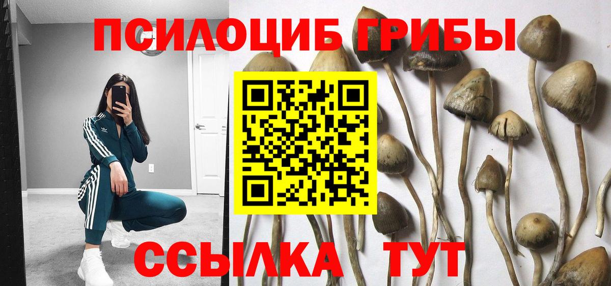 Псилоцибиновые грибы Psilocybe Фрязино